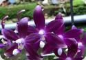 P. speciosa blue x Dragon Tree Eagle DT168